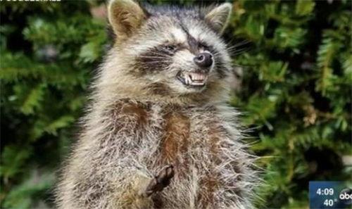 国产浣熊的介绍视频,揭秘我国本土珍稀动物的生态魅力