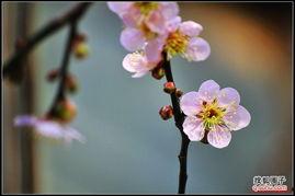 国产老师桃花视频