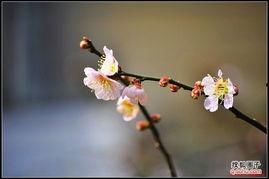 国产老师桃花视频  第2张